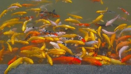 蝴蝶鯉魚苗培育常見問題：蝴蝶鯉魚苗培育過程中常見的問題及其解決方案 其他寵物 第1張