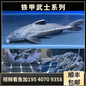 鐵甲武士魚(yú)飼料添加劑效果：鐵甲武士魚(yú)專(zhuān)用飼料配方 其他寵物 第4張