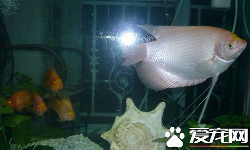 招財魚的養(yǎng)殖技巧和注意事項：養(yǎng)殖招財魚的技巧和注意事項 其他寵物 第2張