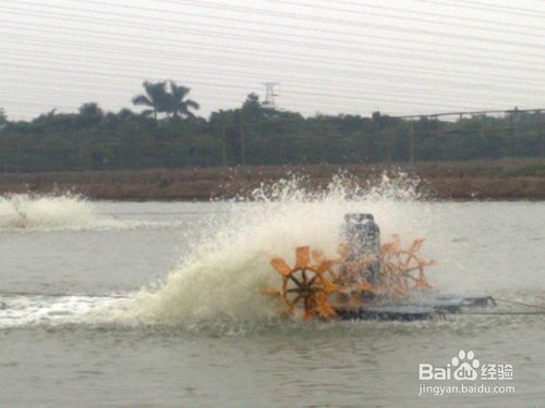 如何自然提升水體溶氧量：如何提高水體溶氧量 其他寵物 第1張