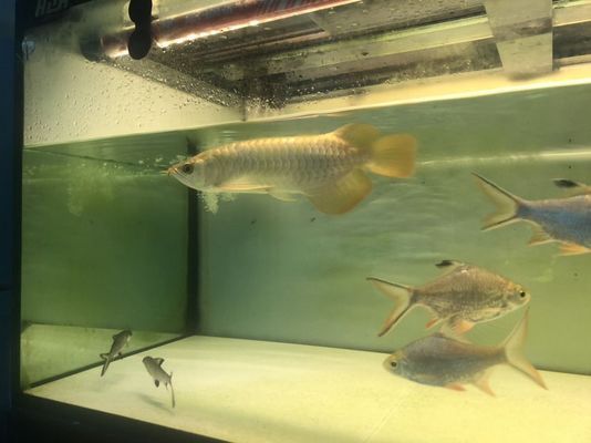 月光鴨嘴魚繁殖飼料配方：月光鴨嘴魚的繁殖飼料配方 其他寵物 第3張