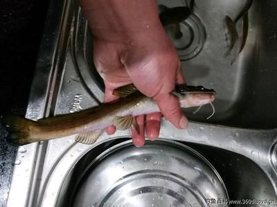 泰龐海鰱魚繁殖期管理要點：泰龐海鰱魚的繁殖期的管理要點