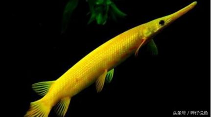 幽靈火箭魚繁殖期飼料搭配：幽靈火箭魚繁殖期飼料品牌推薦，幽靈火箭魚繁殖期飼料自制方法 其他寵物 第4張