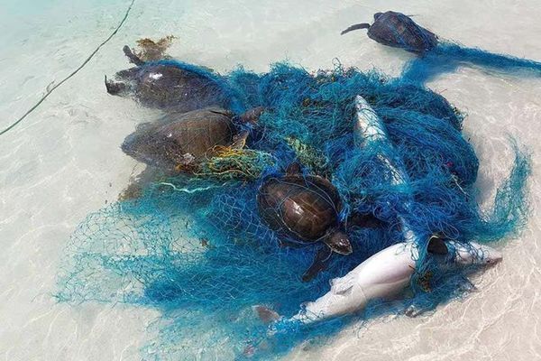 海洋垃圾對(duì)鯊魚的具體危害：海洋垃圾對(duì)鯊魚的危害 其他寵物 第1張