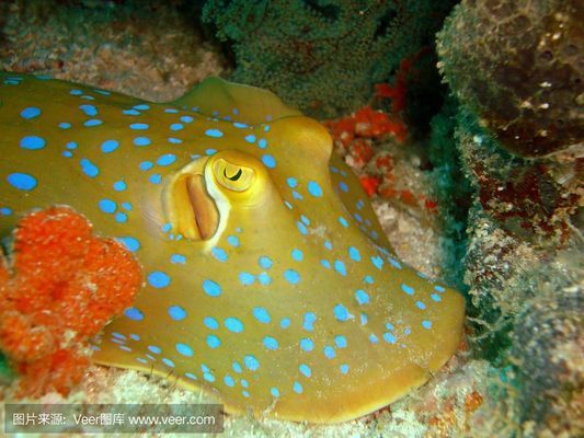 魚苗生長緩慢的原因：魚苗生長緩慢可能由多種因素引起，解決魚苗生長緩慢的問題 其他寵物 第2張