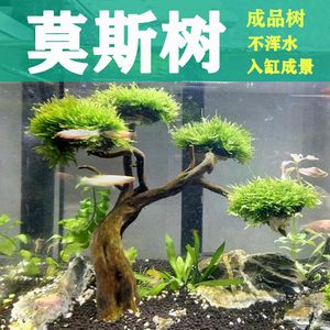 水草造景如何選擇沉木：在水草造景中選擇沉木的重要性和技巧 其他寵物 第3張