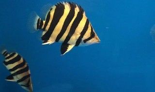 紅老虎魚飼料保存方法：紅老虎魚飼料保存方法紅老虎魚飼料成分分析 其他寵物 第1張