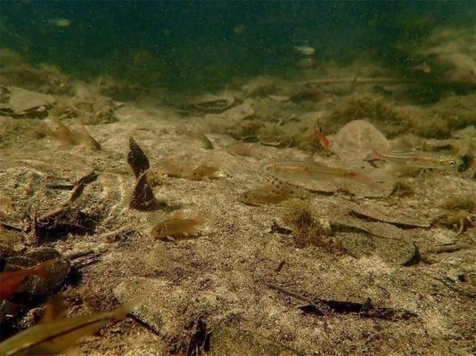 野生與人工魚價格對比：人工養(yǎng)殖與野生魚的價格對比 其他寵物 第1張