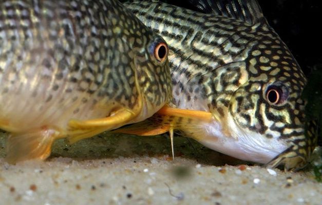 野生與人工魚價格對比：人工養(yǎng)殖與野生魚的價格對比 其他寵物 第2張