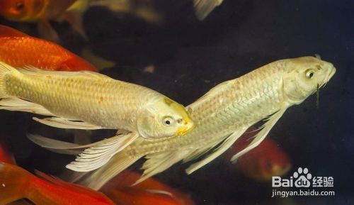 魚(yú)鲺病治療方法對(duì)比：魚(yú)鲺病治療方法及其對(duì)比