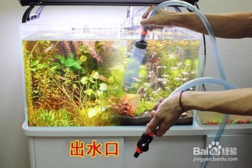 印尼三紋虎魚飼料搭配建議：印尼三紋虎魚的飼料搭配應根據(jù)魚的大小和數(shù)量選擇合適的種類 其他寵物 第3張