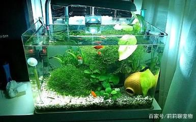 水族箱水草養(yǎng)護(hù)常見問題解答：水族箱水草養(yǎng)護(hù)常見問題及解決方案 其他寵物 第1張