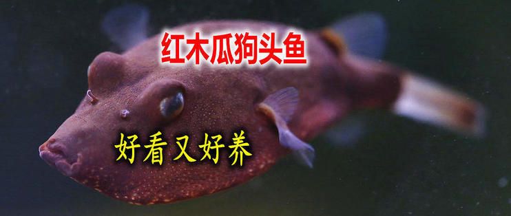 紅圓點(diǎn)狗頭魚(yú)繁殖環(huán)境模擬：模擬紅圓點(diǎn)狗頭魚(yú)的繁殖環(huán)境 其他寵物 第2張