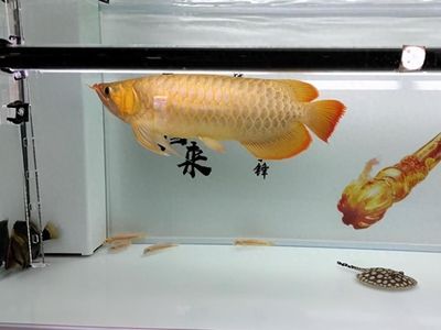 羅漢魚水質(zhì)異常應(yīng)急處理：羅漢魚水質(zhì)異常及對應(yīng)的應(yīng)急處理措施至關(guān)重要 其他寵物 第4張