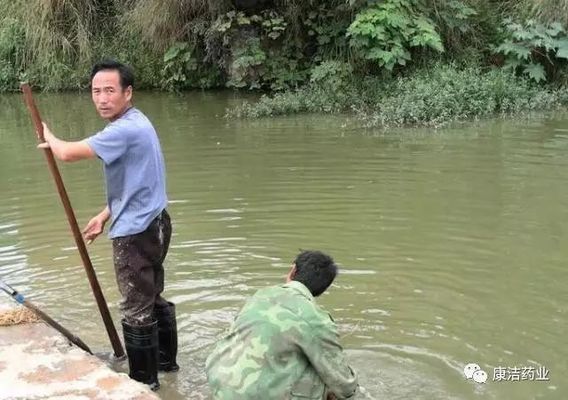 神仙魚透明度與品種關(guān)系：神仙魚的透明度與其品種密切相關(guān),神仙魚透明度與其品種密切相關(guān) 其他寵物 第2張