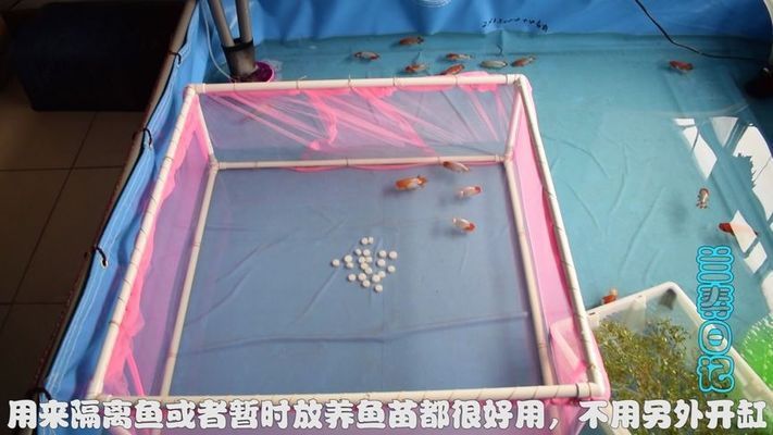 一眉道人魚苗隔離操作步驟：一眉道人魚苗飼料選擇 其他寵物 第2張