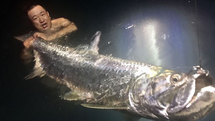 夏季釣泰龐海鰱魚優(yōu)勢：夏季釣泰龐海鰱魚有哪些優(yōu)勢