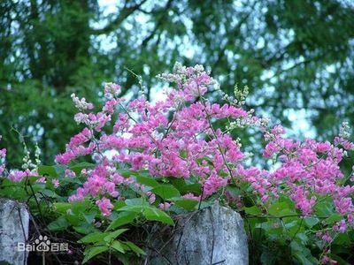 赤荔鳳冠魚(yú)繁殖技巧詳解：摘要赤荔鳳冠魚(yú)的繁殖技巧是養(yǎng)殖者必須掌握的重要技能 其他寵物 第5張