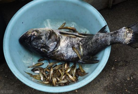 全球貿(mào)易對國內(nèi)魚價的影響分析：全球貿(mào)易對國內(nèi)魚價的影響 其他寵物 第2張