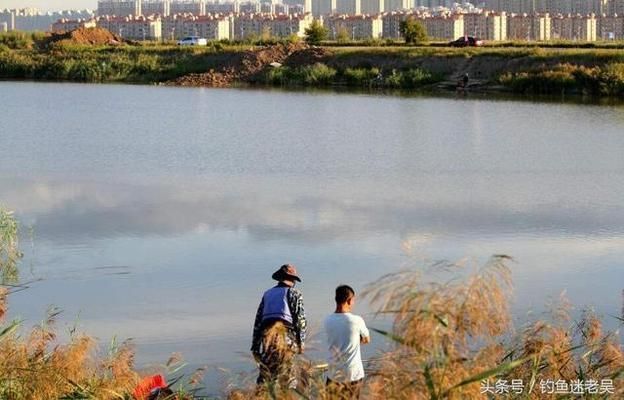 三間鼠魚飼料保存方法：三間鼠魚飼料保存誤區(qū) 其他寵物 第4張