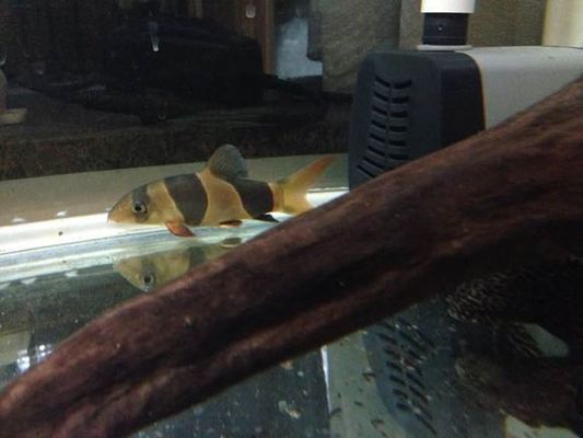 三間鼠魚飼料保存方法：三間鼠魚飼料保存誤區(qū) 其他寵物 第3張