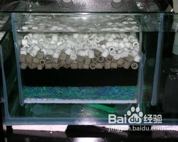 大正錦鯉飼料過量對水質(zhì)的影響：大正錦鯉飼料過量對于水質(zhì)的影響 其他寵物 第1張