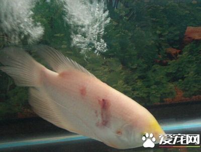 招財(cái)魚(yú)繁殖期水溫波動(dòng)影響：招財(cái)魚(yú)繁殖期水質(zhì)管理技巧 其他寵物 第1張