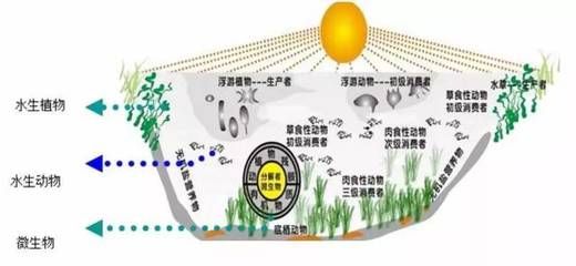 草食性生物的選擇與管理：草食性生物在生態(tài)系統(tǒng)中扮演著重要的角色 其他寵物 第2張