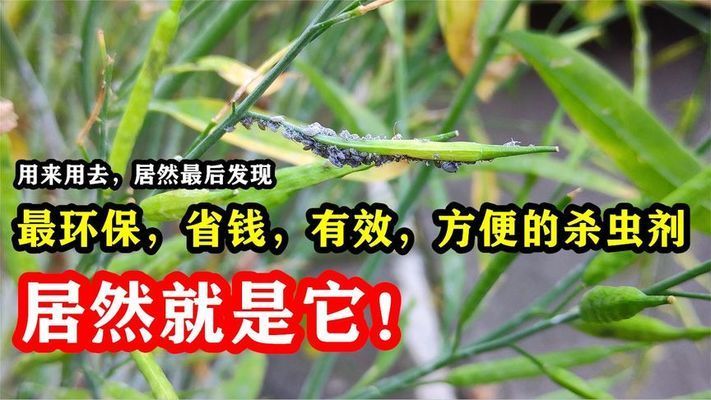 預(yù)防性殺蟲的環(huán)保替代方案：咖啡豆驅(qū)蟲劑市場(chǎng)趨勢(shì)咖啡豆驅(qū)蟲劑市場(chǎng)趨勢(shì)