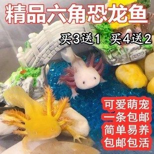 六角恐龍魚飼料下沉的好還是上浮的好：六角恐龍魚幼年期飼料選擇,成年六角恐龍魚飼料營(yíng)養(yǎng)均衡方法 其他寵物 第4張