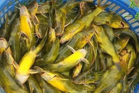 黃鰭鯧魚飼料成本控制方法：黃鰭鯧魚飼料成本控制策略 其他寵物 第1張