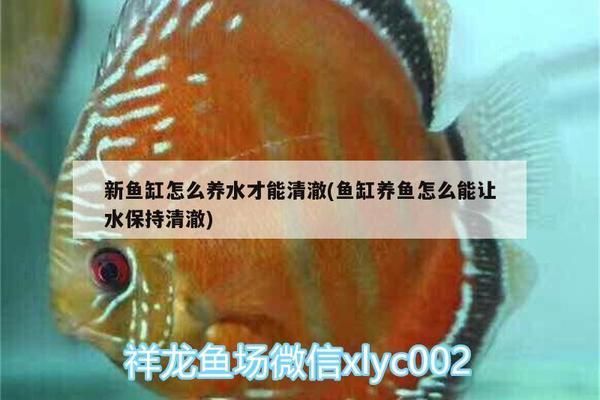 黃鰭鯧魚飼料成本控制方法：黃鰭鯧魚飼料成本控制策略 其他寵物 第3張