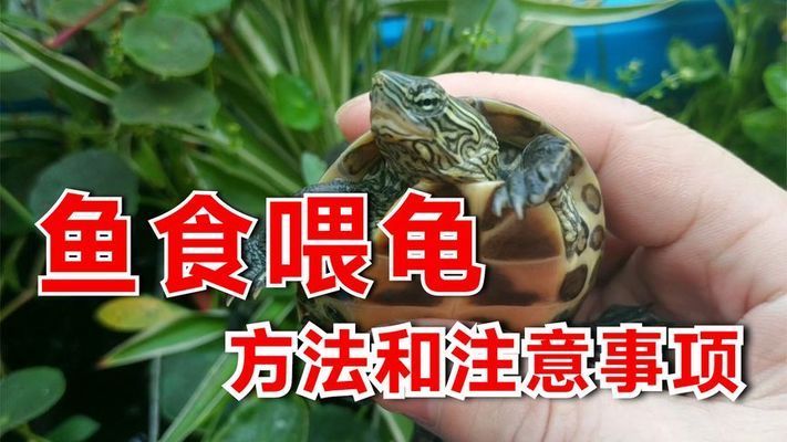 六角恐龍魚飼料可以喂烏龜嗎視頻：六角恐龍魚可以喂烏龜嗎 其他寵物 第4張