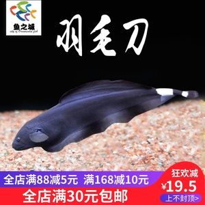 羽毛刀魚苗生長周期觀察：關(guān)于羽毛刀魚苗的生長周期觀察 其他寵物 第5張