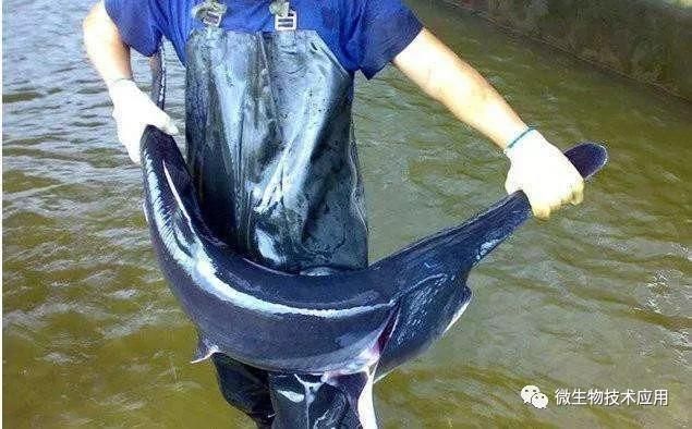 鴨嘴魚常見病原體類型：鴨嘴魚常見病原體類型主要包括白點(diǎn)病、細(xì)菌性疾病等 其他寵物 第4張