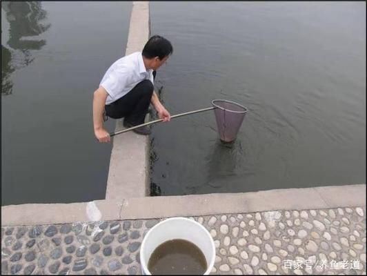 金魚苗日常養(yǎng)護要點：金魚苗喂食的最佳時間，金魚苗常見疾病及防治方法 其他寵物 第3張