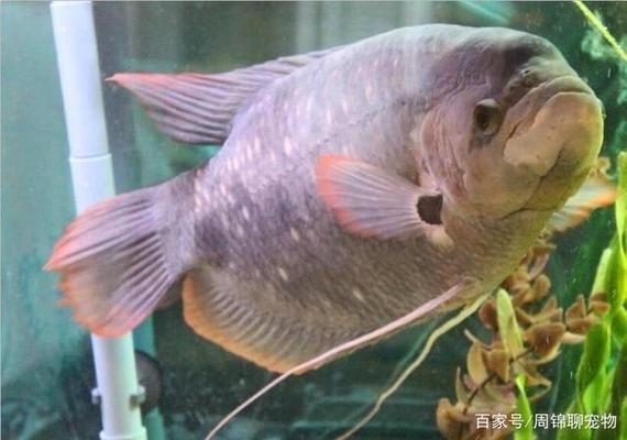 招財(cái)戰(zhàn)船魚幼魚適宜的飼料搭配：如何自制招財(cái)戰(zhàn)船魚幼魚飼料 其他寵物 第4張