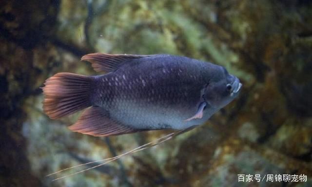 招財(cái)戰(zhàn)船魚幼魚適宜的飼料搭配：如何自制招財(cái)戰(zhàn)船魚幼魚飼料 其他寵物 第5張