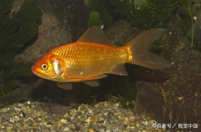 廣溫性魚類水質(zhì)管理技巧：冬季廣溫性魚類養(yǎng)殖技巧 其他寵物 第4張