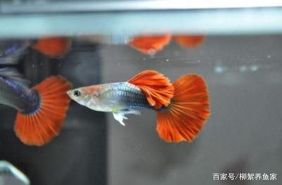 廣溫性魚類水質(zhì)管理技巧：冬季廣溫性魚類養(yǎng)殖技巧 其他寵物 第3張