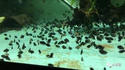 印尼虎魚(yú)繁殖成功率：印尼虎魚(yú)的繁殖成功率是多少 其他寵物 第2張