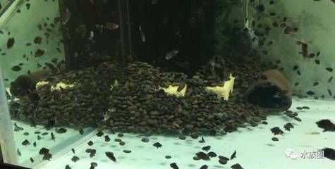 印尼虎魚(yú)繁殖成功率：印尼虎魚(yú)的繁殖成功率是多少 其他寵物 第1張