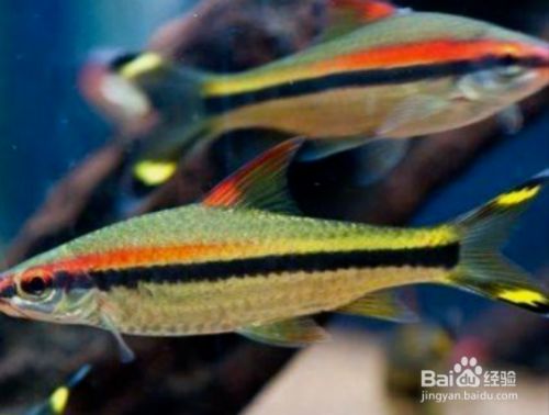 一眉道人魚(yú)繁殖期食物選擇：一眉道人魚(yú)在繁殖期間的繁殖期間需要注意的食物選擇 其他寵物 第3張