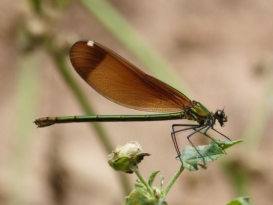 雙線側(cè)魚品種外觀特點(diǎn)：雙線側(cè)魚與哪些魚類混養(yǎng)合適雙線側(cè)魚與哪些魚類混養(yǎng)合適 其他寵物 第4張