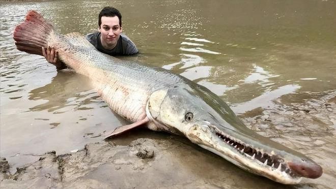 龍魚體型排名榜前十名：黃金龍魚體型排名榜前十名，第一名是哪種龍魚， 水族問答 第1張