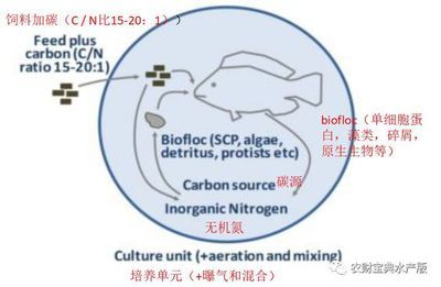 龍魚體型排名榜最新：龍魚體型排行榜上哪些品種的龍魚體型最受歡迎 水族問答 第2張