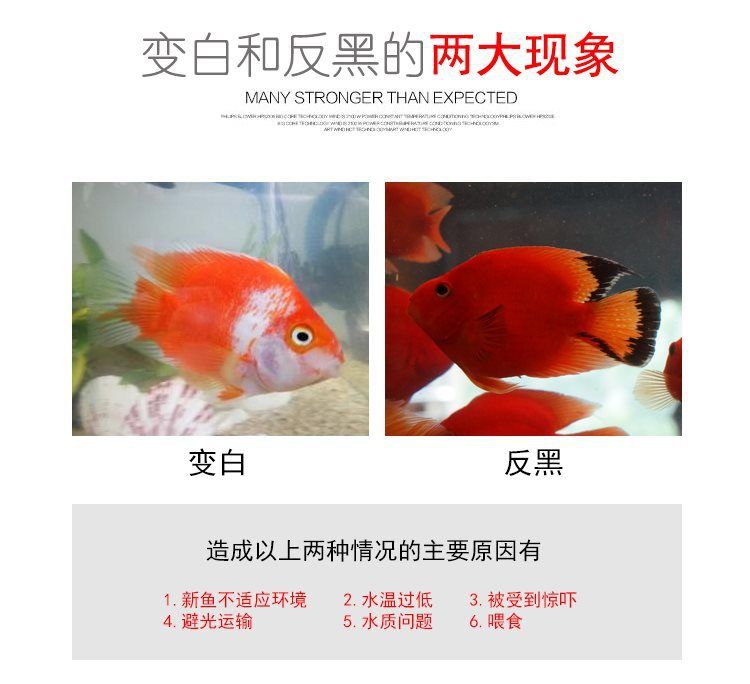 元寶鳳凰魚免疫增強(qiáng)食譜：元寶鳳凰魚免疫增強(qiáng)食譜元寶鳳凰魚免疫增強(qiáng)秘訣 元寶鳳凰魚百科 第1張