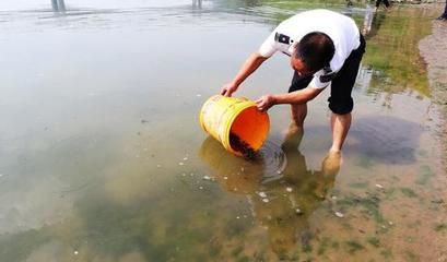 幼魚水質(zhì)維護技巧：幼魚水質(zhì)維護技巧包括定期更換水、使用過濾器來過濾器