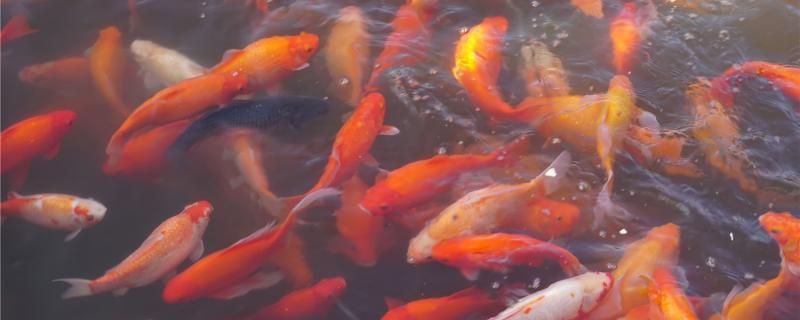 三間鼠魚苗最佳飼料選擇：三間鼠魚苗最佳飼料選擇，三間鼠魚苗飼料營(yíng)養(yǎng)成分分析 其他寵物 第4張