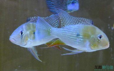 赤荔鳳冠魚飼料選擇指南：赤荔鳳冠魚飼料品牌推薦 其他寵物 第1張